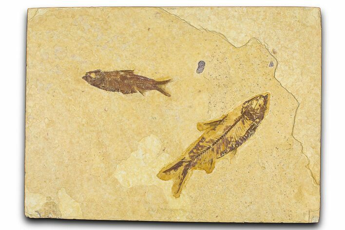 Limestone With Two Detailed Fossil Fish (Knightia) - Wyoming #384489